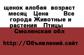 щенок алобая .возраст 1 месяц › Цена ­ 7 - Все города Животные и растения » Птицы   . Смоленская обл.